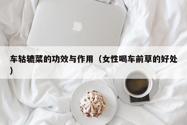 车轱辘菜的功效与作用（女性喝车前草的好处）